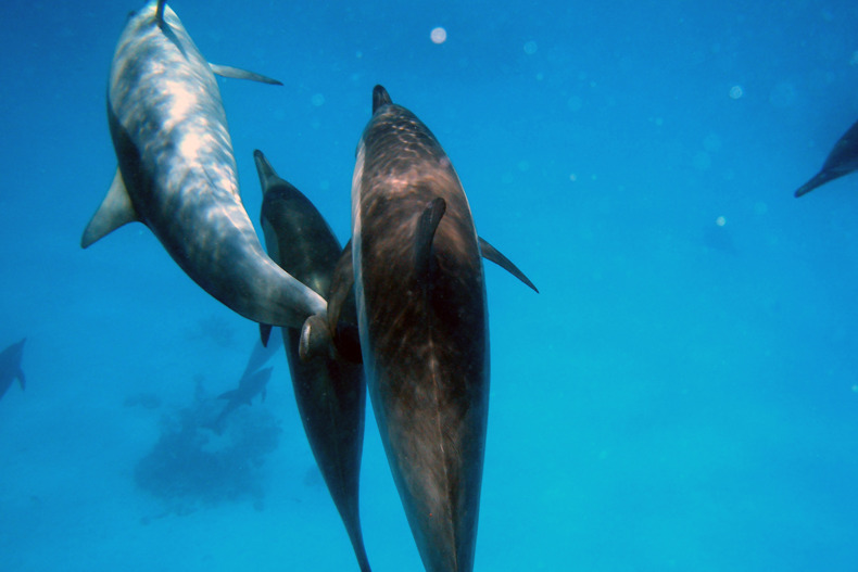 XL Maldives Dolphins Swimming