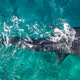 RBR Whale Shark 03 OF