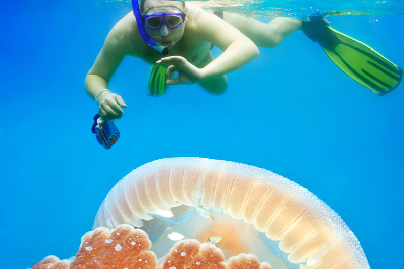 XL Maldives Jellyfish Underwater Photographer Snorkeling Vertical