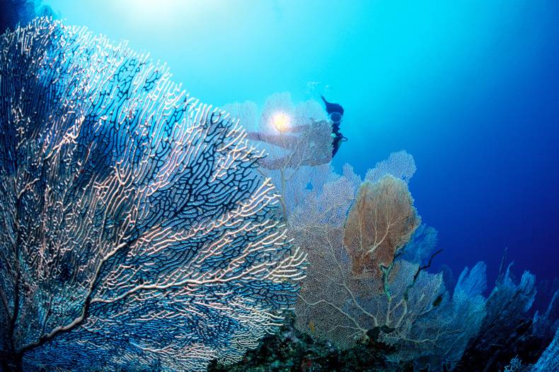 XL Maldives Diving Coral Reef