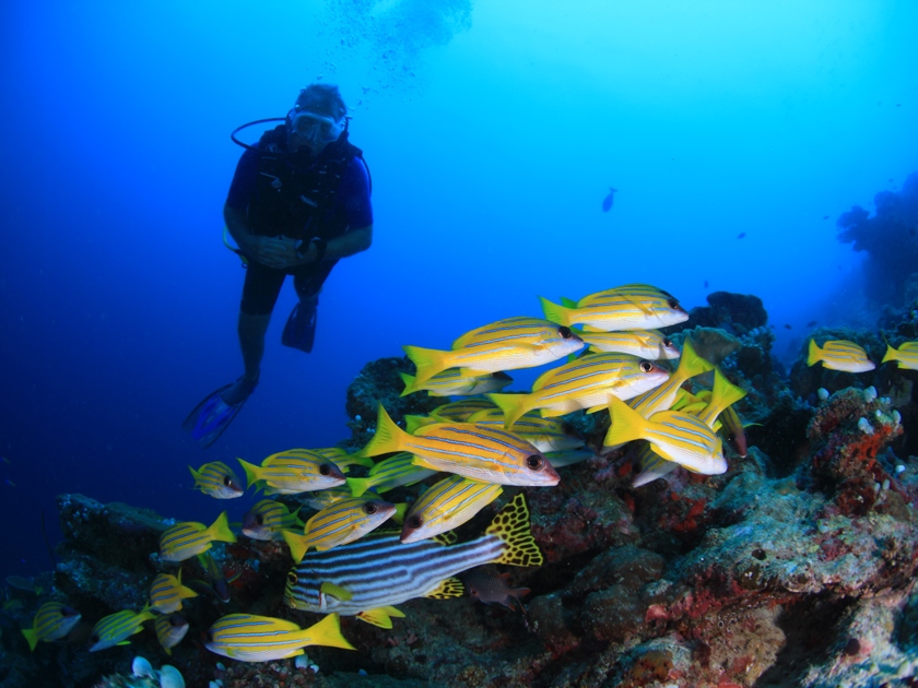 Xl Maldives Veligandu Diving